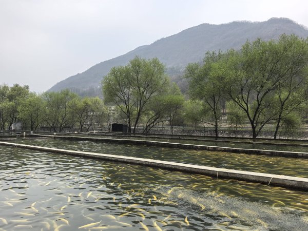 记者手记：秦岭土特产何以变“潮牌”